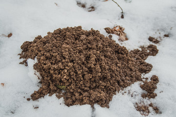 New Molehills In The Garden On Snow