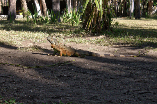 Ctenosaura similis, garrobo, iguana, huatulco sighting Oaxaca Mexico
