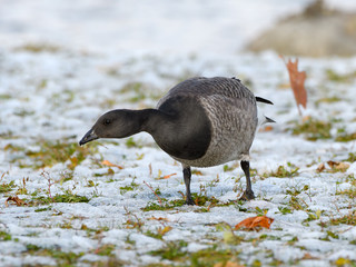 Brant Goose in Winter