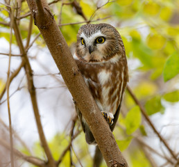 Northern Saw-whet Owl Portrait in Fall