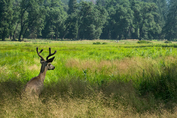 deer in yosemite