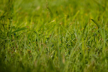 summer plants and bents on blur background in evening sun. Textured pattern