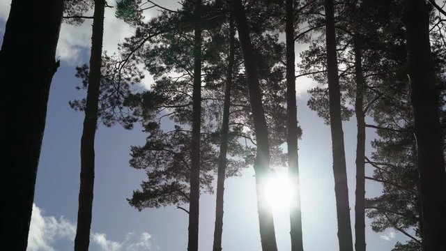 Pine trees at autumn or summer at sunset steadicam shot in forest