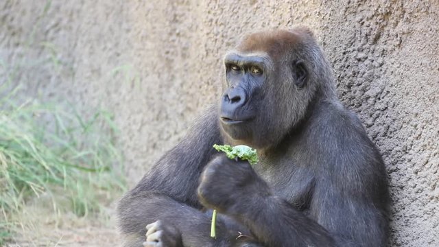 Slow motion clip of a gorilla eating lettuce