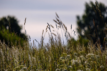 Obraz premium summer plants and bents on blur background in evening sun. Textured pattern
