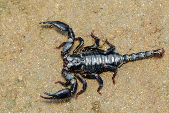 Image of emperor scorpion (Pandinus imperator) on the ground. Insect. Animal.