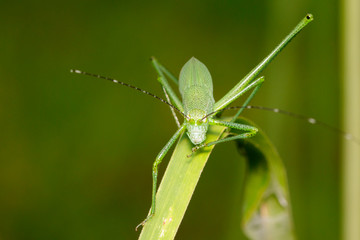 Image of green bush-cricket long horned grasshopper on green leaf. Insect. Animal.