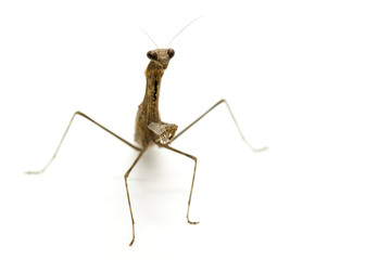 Image of Praying mantis (Stagmomantis carolina) on white background. Insect. Animal