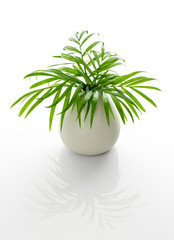 Parlor palm leaves in a white vase with reflection