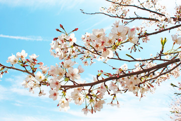桜の花　ソメイヨシノ