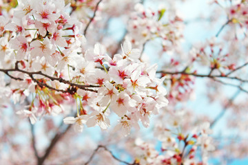 桜の花　ソメイヨシノ