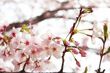 桜の花　ソメイヨシノ