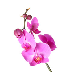 Fototapeta premium Piękny kwiat orchidei na białym tle. Tropikalna roślina