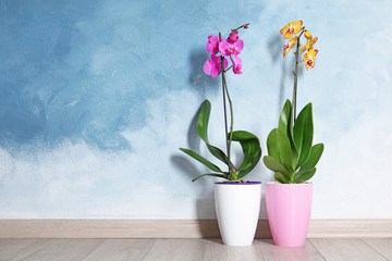 Beautiful tropical orchid flowers in pots on floor near color wall. Space for text