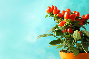 Potted chili pepper plant on color background. Space for text