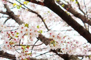桜の花　ソメイヨシノ