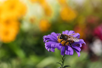 Beautiful flower with honeybee on blurred background. Space for text