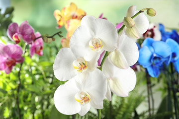 Beautiful tropical orchid flowers on blurred background