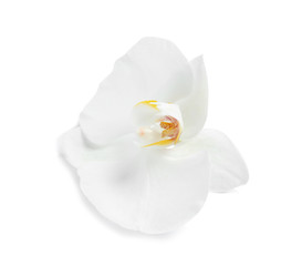 Obraz na płótnie Canvas Beautiful tropical orchid flower on white background