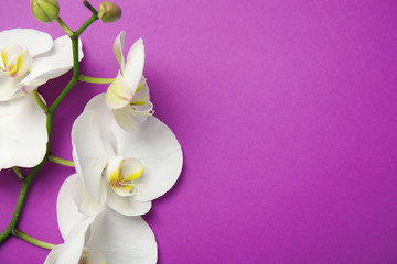 Fototapeta na wymiar Branch with beautiful tropical orchid flowers on color background, top view. Space for text