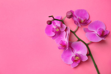 Branch with beautiful tropical orchid flowers on color background, top view. Space for text