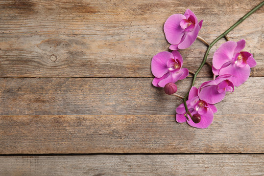 Branch with beautiful tropical orchid flowers on wooden background, top view. Space for text