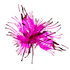 Watercolor blot isolated on white background. Pink, red and blue watercolor blot for your design