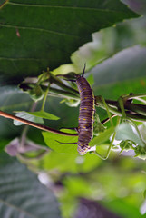 gusano