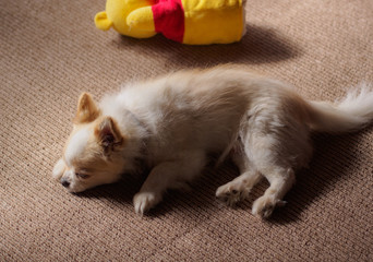 Fototapeta premium 昼寝する子犬