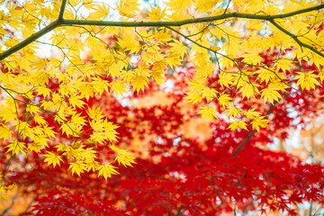 Obraz na płótnie Canvas Red and Yellow maple leaves in autumn season with blue sky blurred background, taken from Japan..