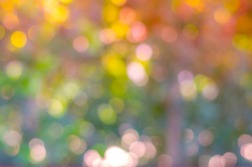 Fototapeta premium Blurry Nature green leaves sunlight background.