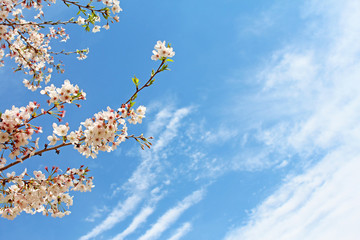 桜の花　ソメイヨシノ