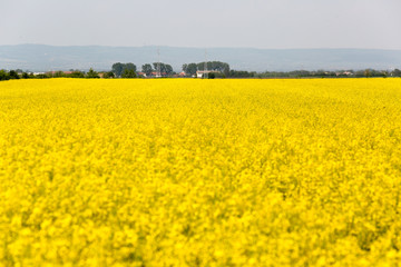 Fototapeta premium Blooming canola field. Rape on the field in summer. Bright Yellow rapeseed oil. Flowering rapeseed