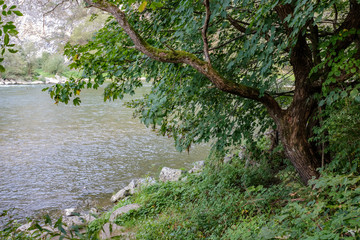 green water river behind the trees in summer