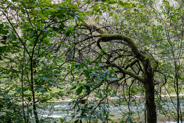 Fototapeta premium green water river behind the trees in summer