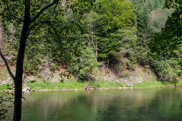 green water river behind the trees in summer