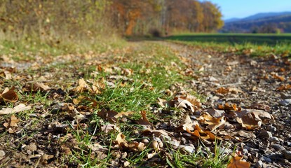 Laub Herbst Blätter