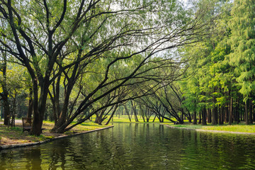 Green trees and lake in Shanghai gongqing forest park in autumn - obrazy, fototapety, plakaty