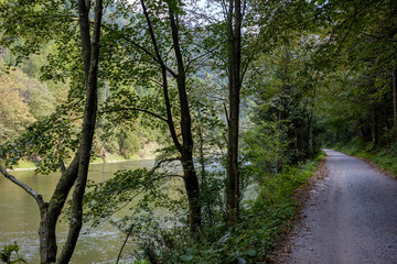 green water river behind the trees in summer
