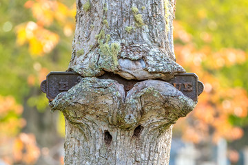 An old metal street sign embedded in a tree. The tree grew around the sign, almost completely obscuring it.