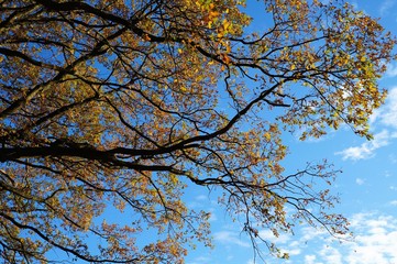 Laub Herbst Blätter