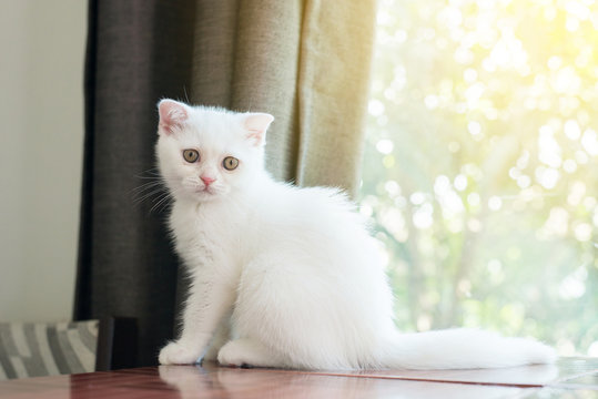 Cat scottish white fluffy cute little animal looking something