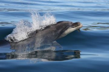 Naklejka premium Dolfin just breaking surface