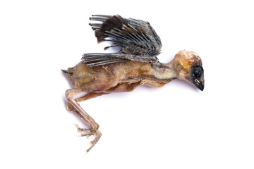 dead young bird on white background