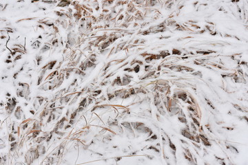 dry grass trampled by snow