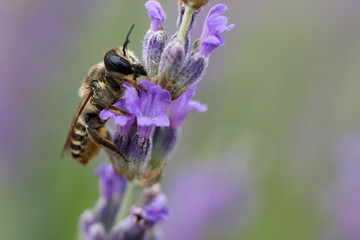 Honeybee collecting nectar