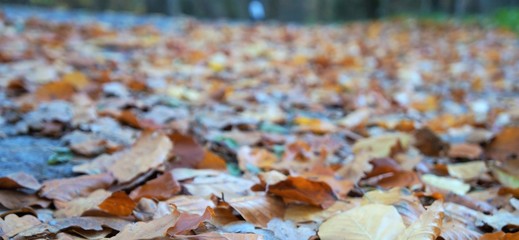Laub Herbst Blätter
