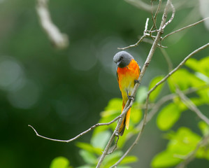 Small minivet .The small minivet is 16 cm long with a strong dark beak and long wings. The male differs from most other common minivets by having grey, not glossy black, upperparts and head, and orang