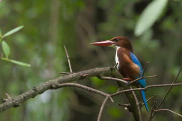 WHite-throated kingfisher.The white-throated kingfisher also known as the white-breasted kingfisher is a tree kingfisher, widely distributed in Asia from Turkey east through the Indian subcontinent to
