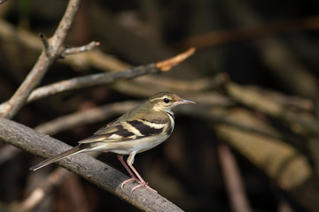 Forest wagtail.The forest wagtail is a medium-sized passerine bird in the wagtail family Motacillidae. It has a distinctive plumage that sets it apart from other wagtails and has the habit of wagging 